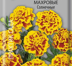 Бархатцы отклоненные махровые Солнечные