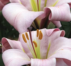 Лилия (трубчатая) - Пинк Планет