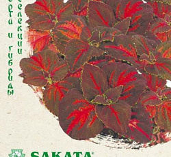 Колеус блюме Танец радуги