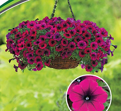 Петуния Шок Вейв Дип Перпл многоцветковая каскадная