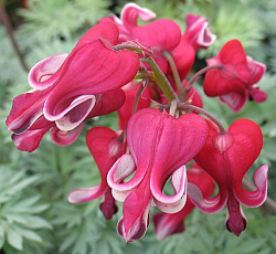 Дицентра (красивая) - Кинг ов Хартс