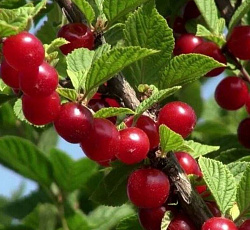 Вишня (войлочная) - Царевна