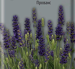 Лаванда узколистная Прованс