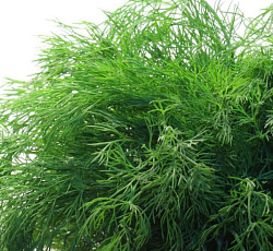 Укроп Супердукат