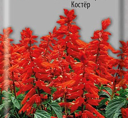 Сальвия Сверкающая Костер