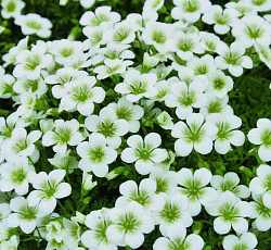 Камнеломка Арендса Белый ковер