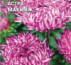 Астра Макияж (пионовидная)