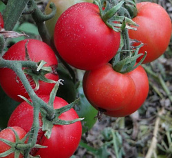 Томат Грунтовый грибовский 1180