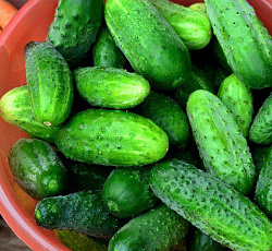 Огурец Кураж F1