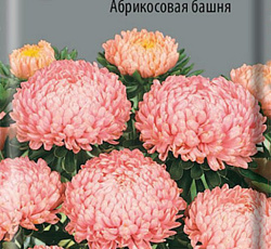 Астра Пионовидная Абрикосовая башня