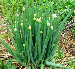 Лук алтайский Альвес