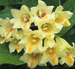 Вейгела - Миддендорфа