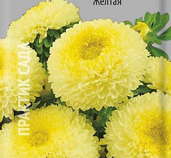 Астра Помпонная Желтая