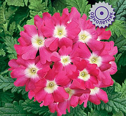 Вербена Тускани Роуз виз Ай