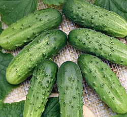 Огурец Лизетта F1