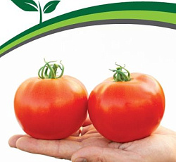 Томат Красный факел F1