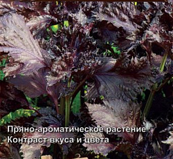 Перилла овощная Росинка