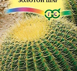 Эхинокактус Грузона Золотой шар
