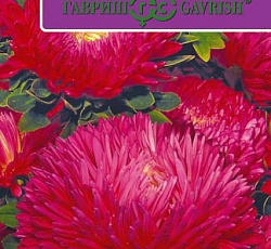 Астра Хризантелла Малиновый восторг