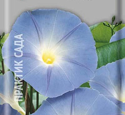 Ипомея Небосвод