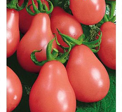 Томат Груша розовая