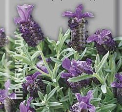 Лаванда Фрагрант баттерфляй