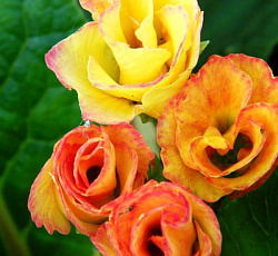 Примула Розанна абрикосовая F1 (махровая)