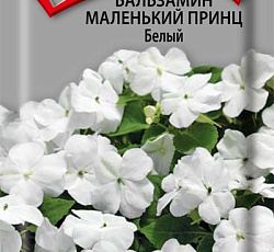 Бальзамин Маленький принц Белый
