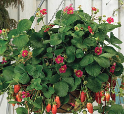 Земляника ремонтантная Чаровница