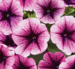 Петуния Супертуния Парпл вейн F1