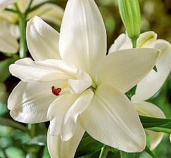 Лилия (азиатская махровая) - Аннемарис Дрим