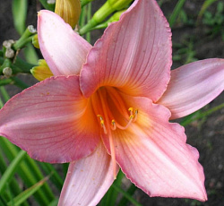 Лилейник (гибридный) - Холс Пинк