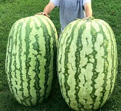 Арбуз Русский размер F1