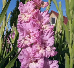 Гладиолус (гофрированный) - Цера Корфинио