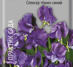 Душистый горошек Спенсер темно-синий