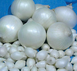 Лук-севок Стардаст F1