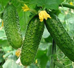 Огурец Китайский длиноплетистый