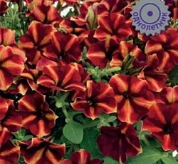 Петуния мультифлора Май Джой Еллоу Бронз Ред