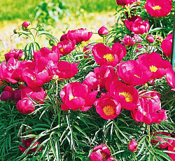 Пион уклоняющийся Марьюшка