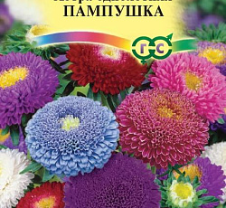 Астра Пампушка (смесь окрасок)
