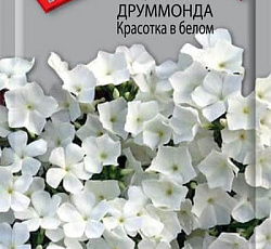 Флокс Друммонда Красотка в белом