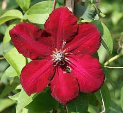 Клематис (крупноцветковый) - Солидарность