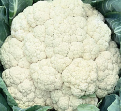 Капуста цветная Парижанка
