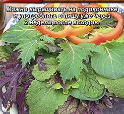 Бэби салат Пикантная смесь