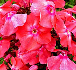 Флокс (Российская селекция) - Земляничное Суфле