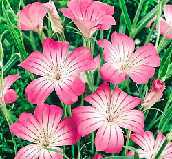 Агростемма