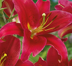 Лилия (восточная) - Арабиан Ред