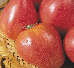 Томат Воловье сердце