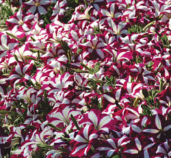 Петуния Супертуния Бургунди Стар F1