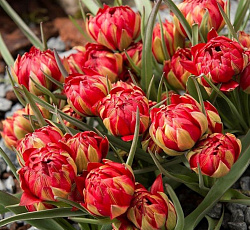 Тюльпан (Ботанический) - Саманта